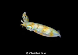 Ankermi Bay night dive, Maumere by Chinchin Law 